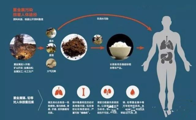 南京一学校大米有镉,大米中镉超标属于什么危害