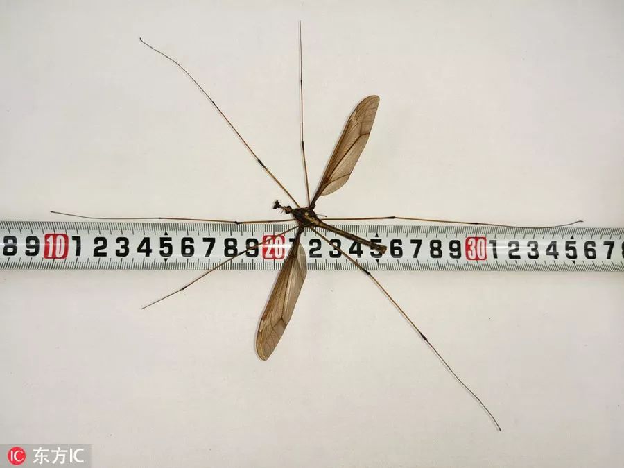 为什么科学家对蚊子没有办法,为什么有些人天生对蚊子免疫