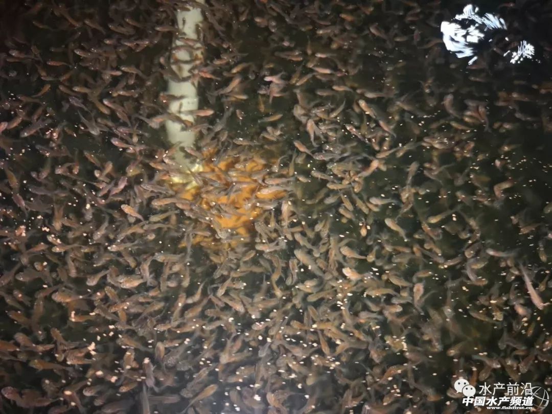 墨瑞鳕养殖成本,墨瑞鳕工厂化循环水养殖