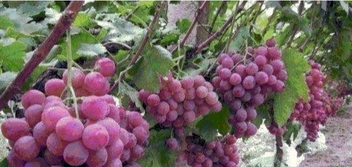 到了日本才知道的真相,到日本才知道的事