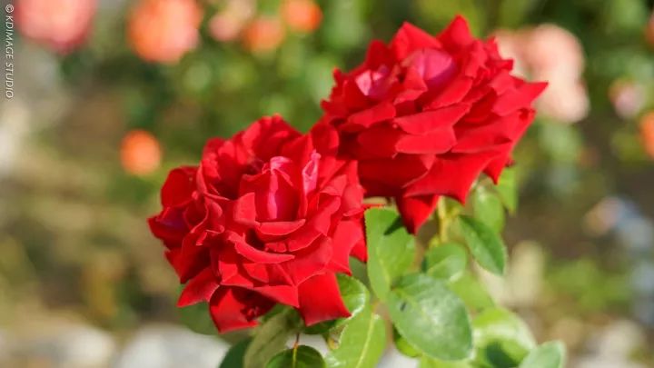 别只去英国法国了,欧洲还有个保加利亚,景美人美还便宜