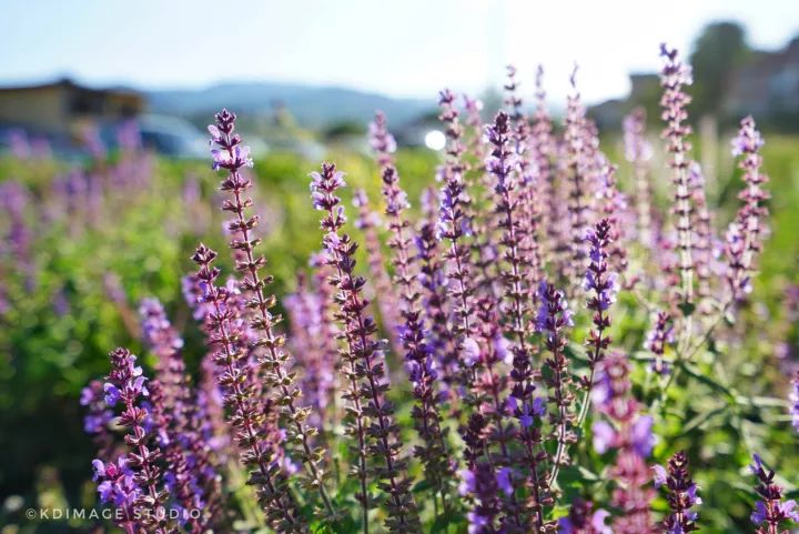 别只去英国法国了,欧洲还有个保加利亚,景美人美还便宜