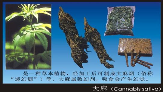 国际禁毒日毒品预防教育通知,626国际禁毒日禁毒知识学起来