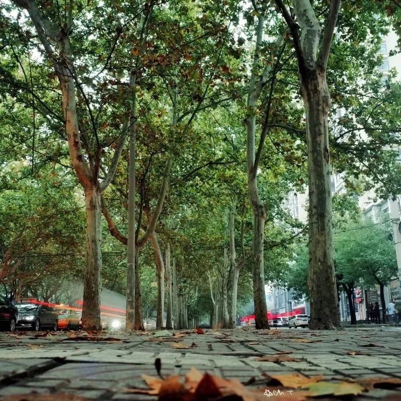 原来,西安还有这样一条“宝藏路”:友谊路