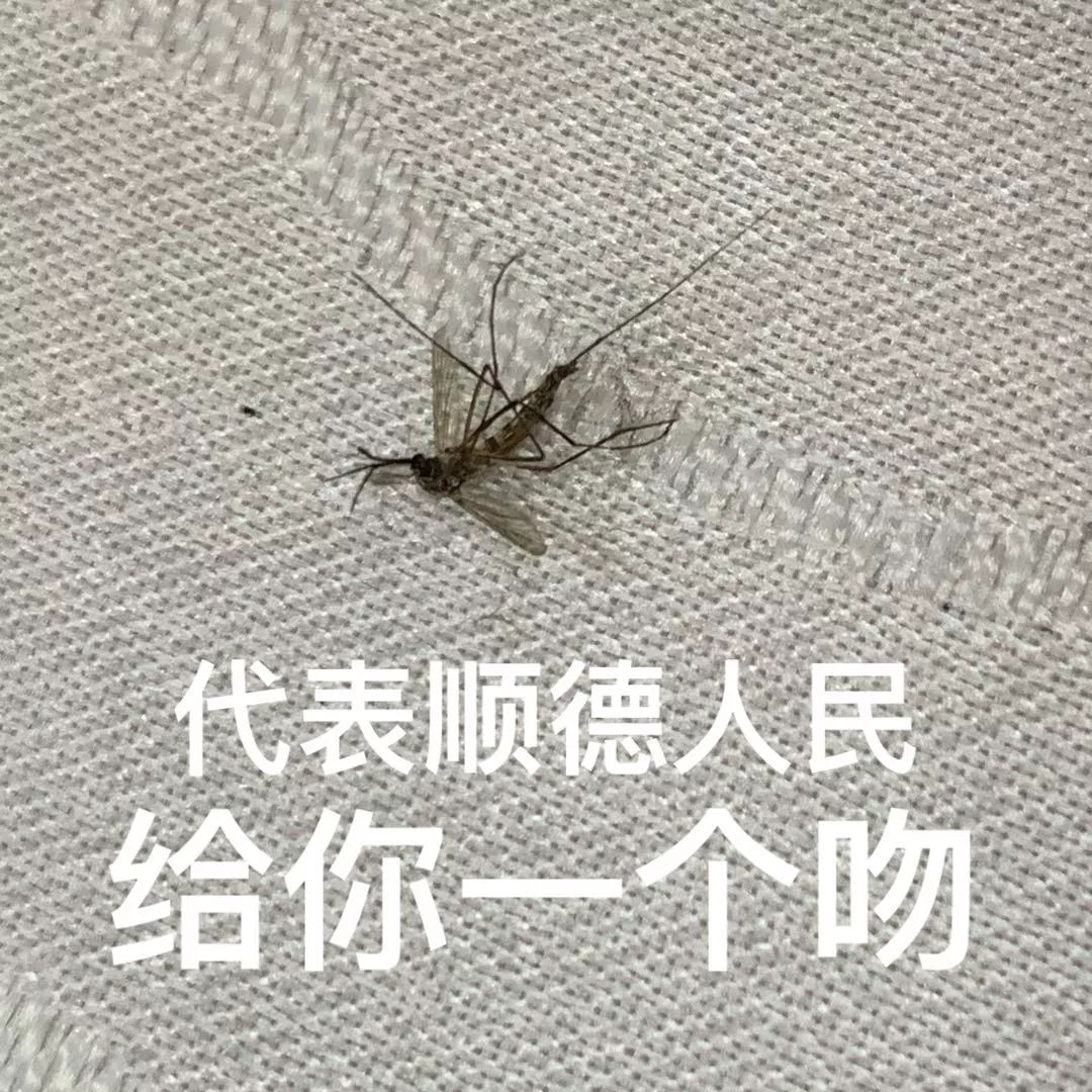 顺德二十四小时,顺德一天逛吃攻略