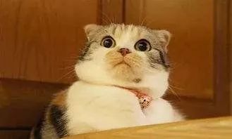 全套*证假**、假流水给人去买房!相城警方打掉该“制假”团伙