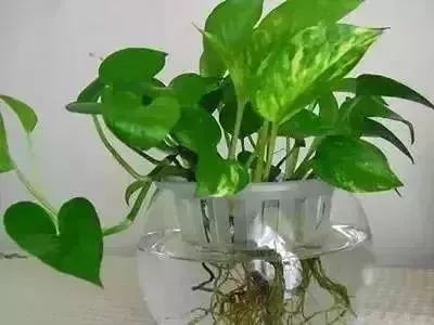 一把盐可以解决什么,一点盐就能解决食盐的问题