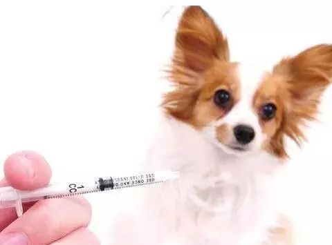 广州市天河区狗狗免费打狂犬疫苗,广州黄埔狗狗狂犬疫苗免费打