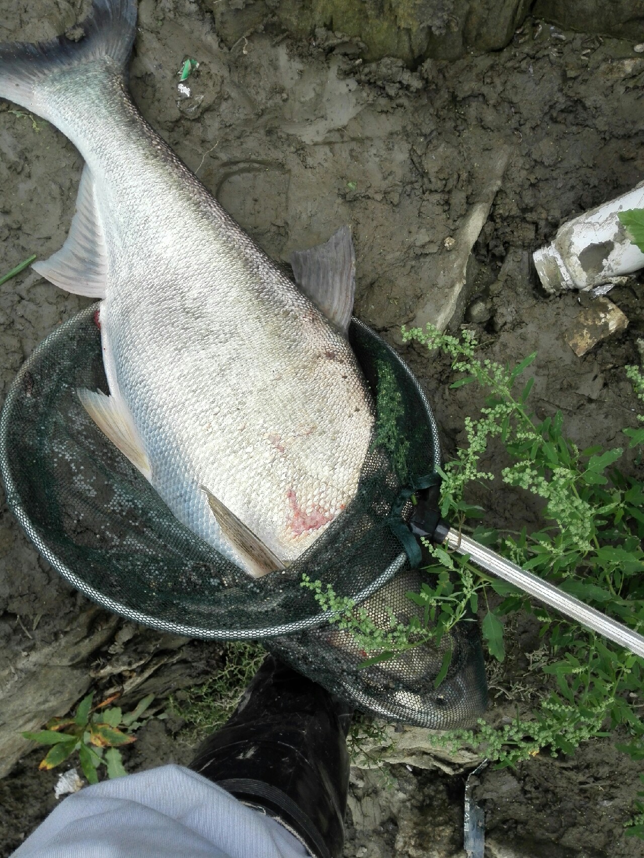 汉江涨水了,汉江涨水农田受淹