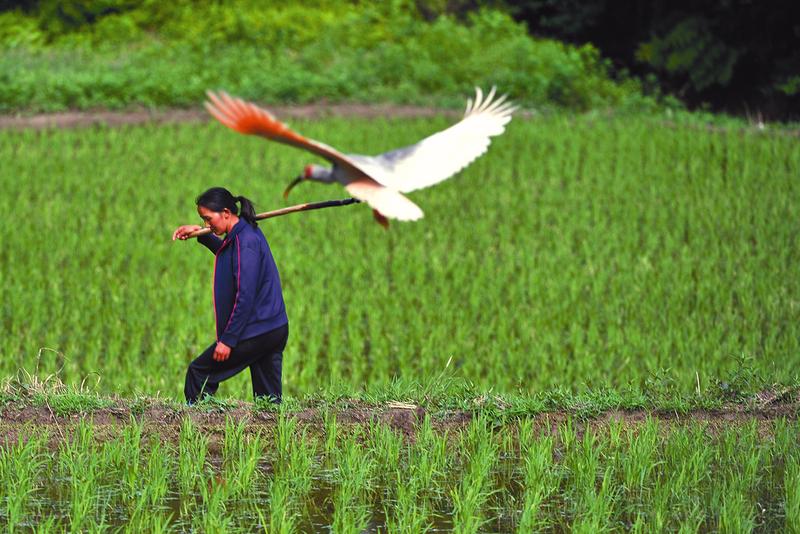 为什么美国国鸟是白头鹰,美国的国鸟和日本的国家鸟谁厉害