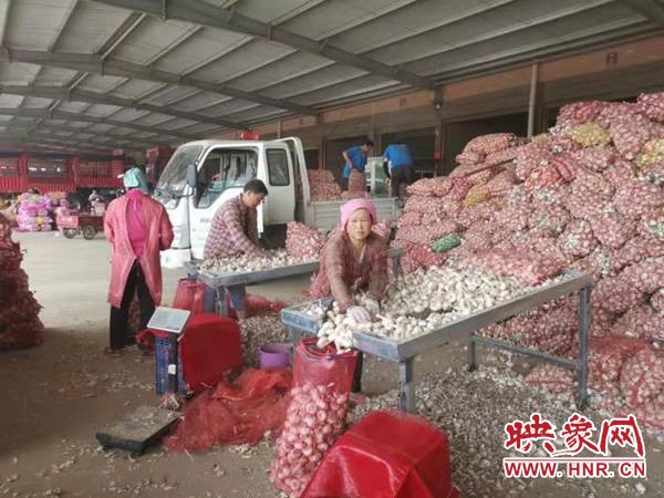 河南杞县大蒜产业助力脱贫攻坚,杞县扶贫之路