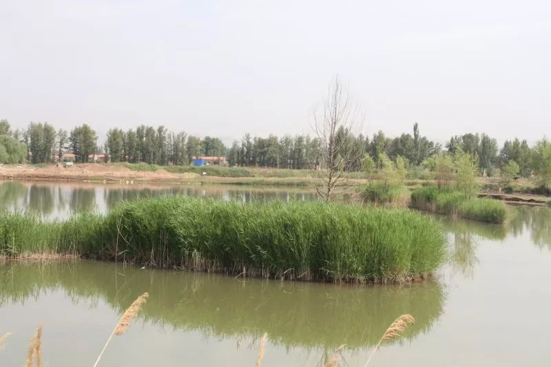 太阳升起在桑干河上,太阳照在了桑干河上朗读