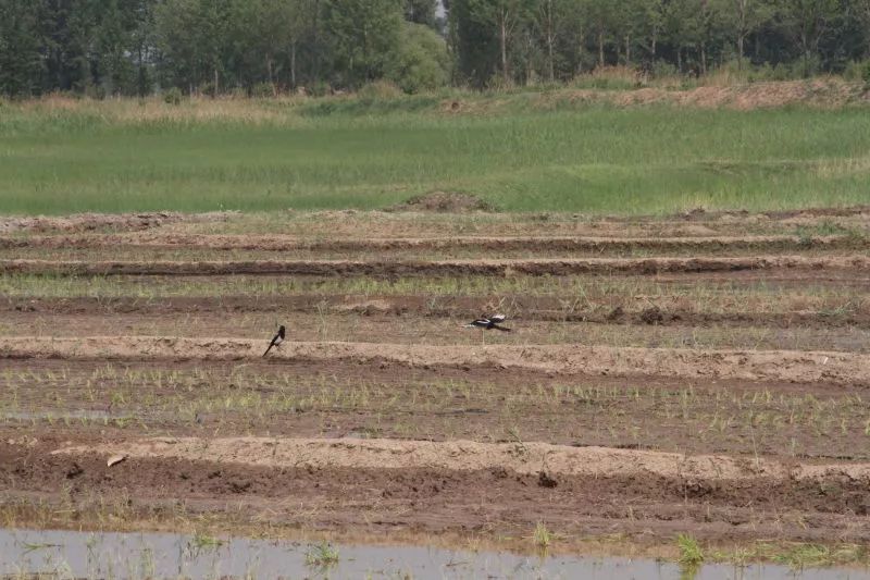 太阳升起在桑干河上,太阳照在了桑干河上朗读