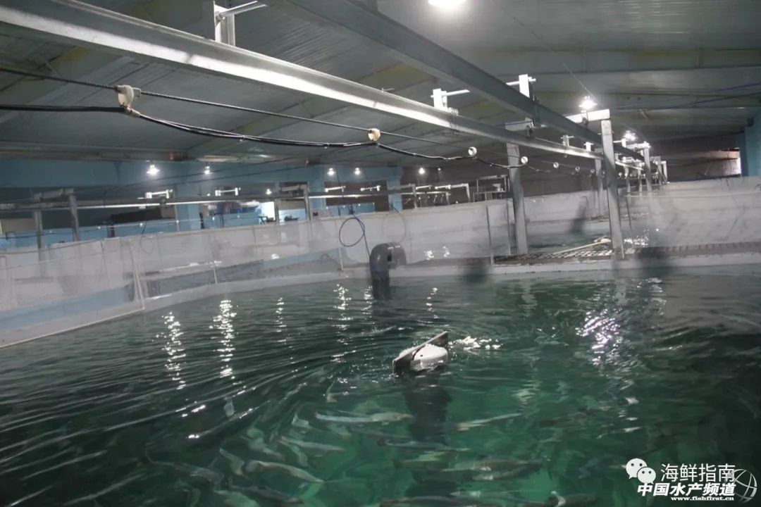 国内首座无人智能养殖平台“哨兵号”正式启用！“本地”海产鲑鱼很快能吃到