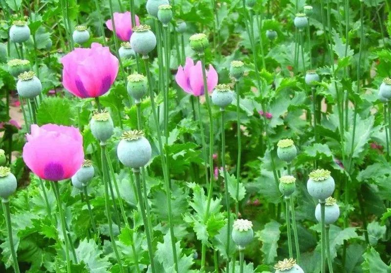 远离毒品从预防滥用开始,禁毒知识讲座如何预防吸毒