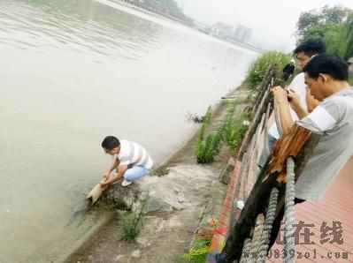 男子夜钓60厘米长娃娃鱼被放生,江边垂钓男子发现娃娃鱼