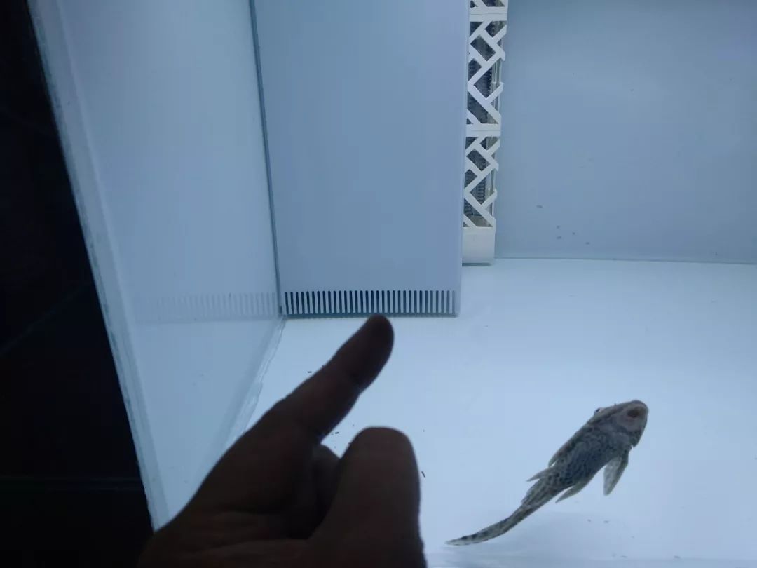 大神「鱼勇」DIY一缸多用“直播”教程，好缸无需再等