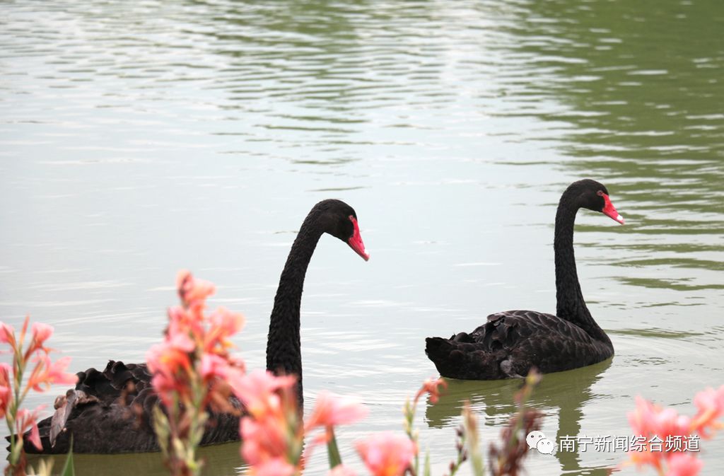 南宁园博园优惠价格,南宁园博园优惠活动今天有票吗