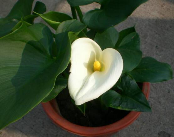 送白色马蹄莲花代表什么含义,莲花各种颜色代表寓意是什么