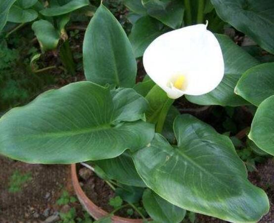 送白色马蹄莲花代表什么含义,莲花各种颜色代表寓意是什么