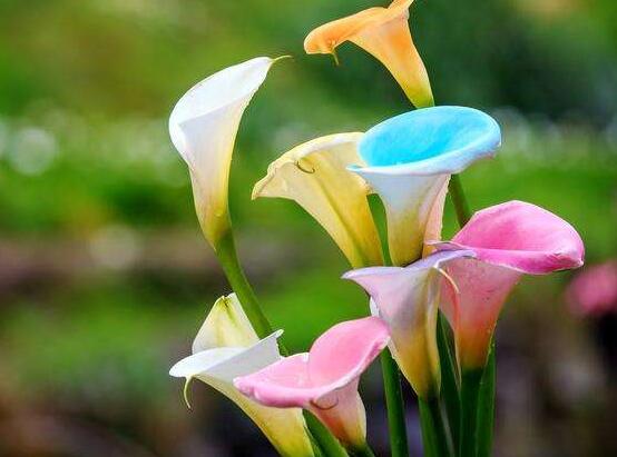 送白色马蹄莲花代表什么含义,莲花各种颜色代表寓意是什么