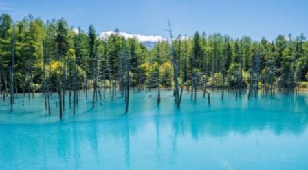 北海道特价团,北海道旅游团七日纯玩团