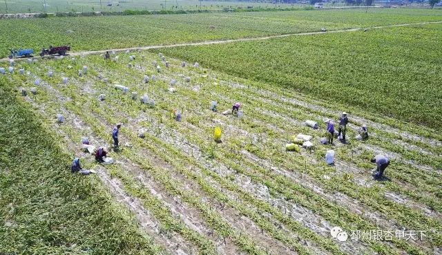 今天,人民网聚焦邳州:小蒜头撬动百亿级大产业