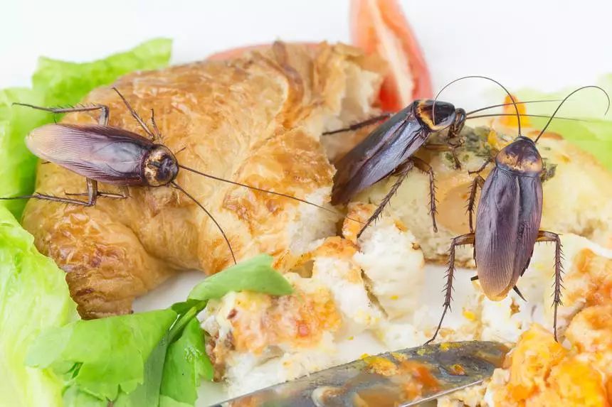 家里的小强怎么防治,家里有小强是什么原因