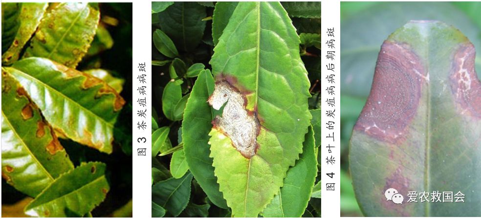 茶炭疽病,茶树炭疽病是真菌还是细菌病毒