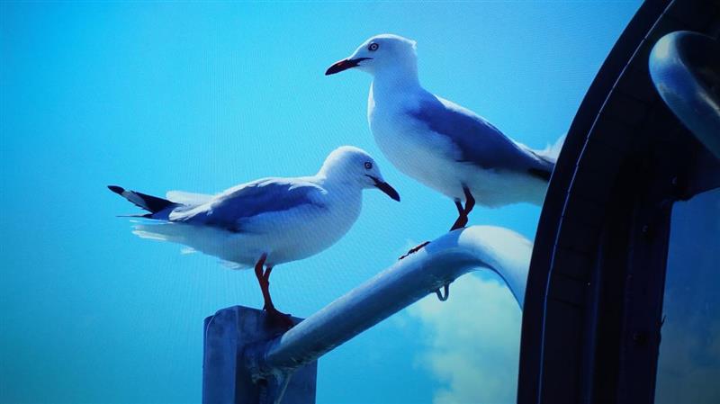 55寸真4K小米全面屏电视深度评测：2199元舍我其谁