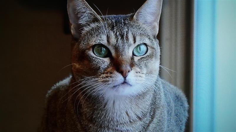 55寸真4K小米全面屏电视深度评测：2199元舍我其谁