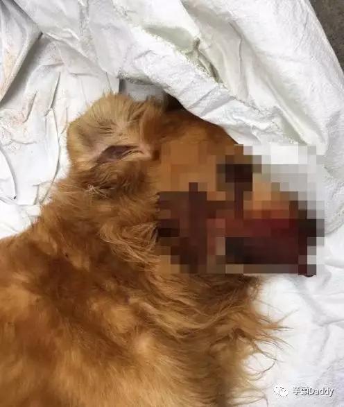 警方回应金毛犬案最新进展！顺德金毛咬死贵宾被打死视频打死金毛者身份信息曝光