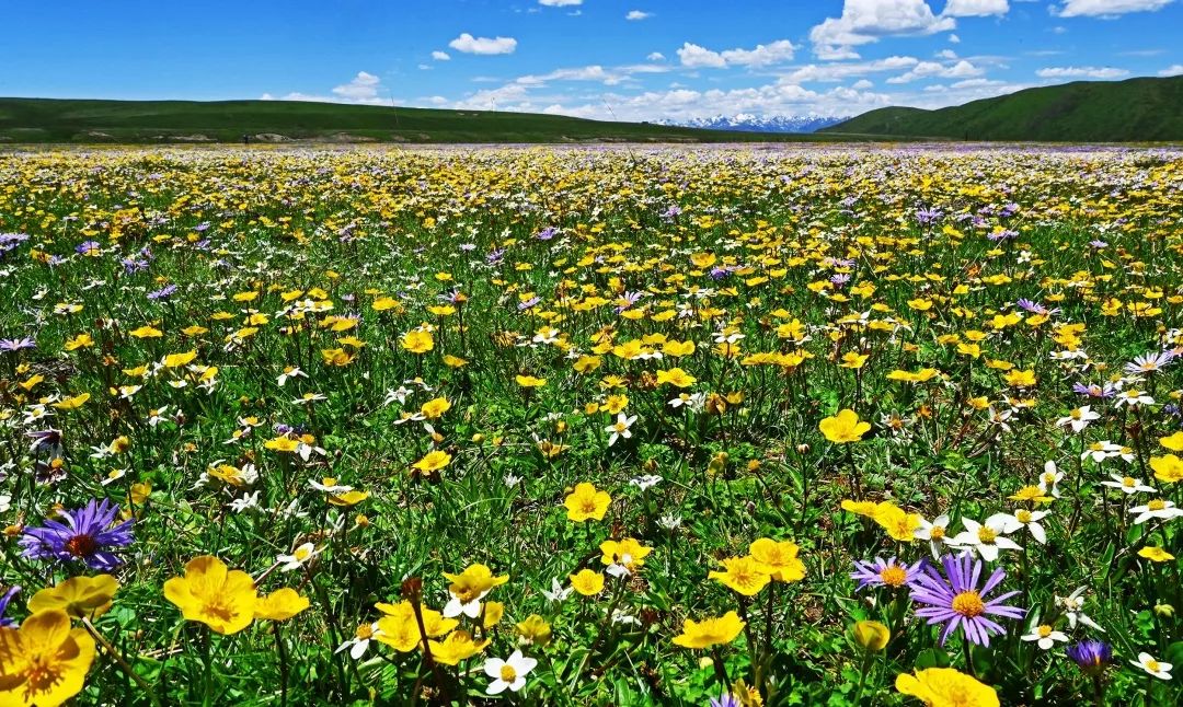 圆梦川藏之旅,圆梦川藏行