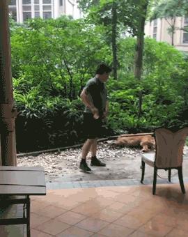 警方回应金毛犬案最新进展！顺德金毛咬死贵宾被打死视频打死金毛者身份信息曝光