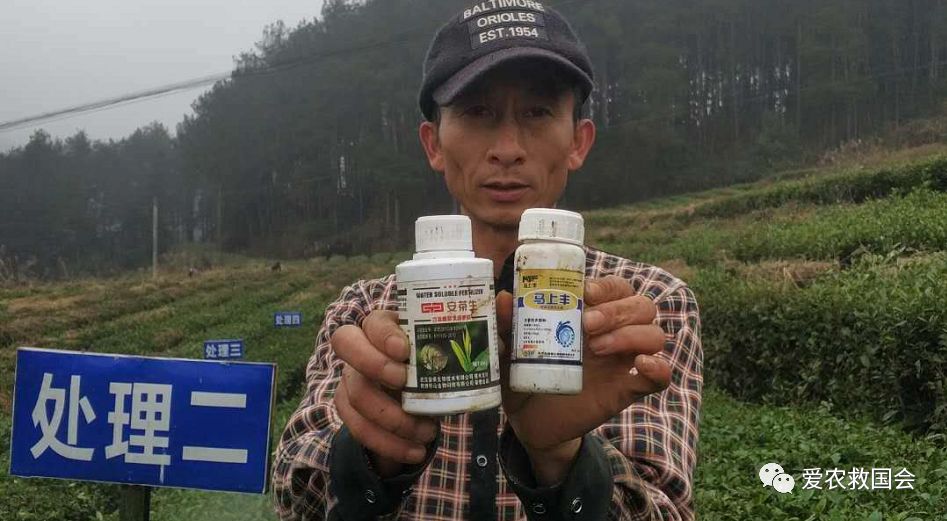 茶炭疽病,茶树炭疽病是真菌还是细菌病毒