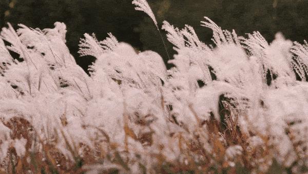 上海必打卡秋季美景,上海的秋季美景