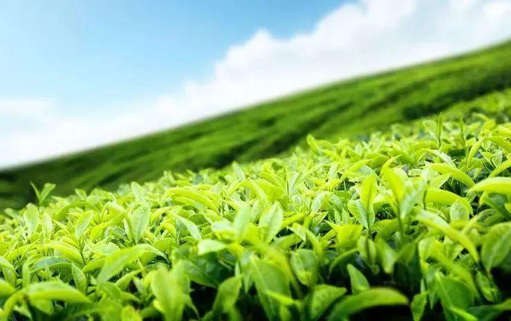 科普|最新研究：一周4杯茶，或降低死亡风险！效果最好的茶竟然是…