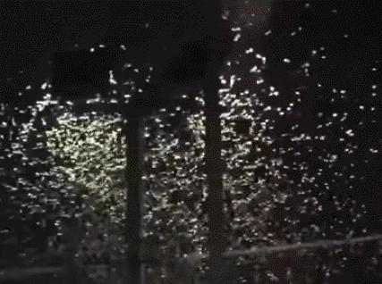 见到灯光乱飞的大虫子,见到光就飞过来的虫子怎么去除