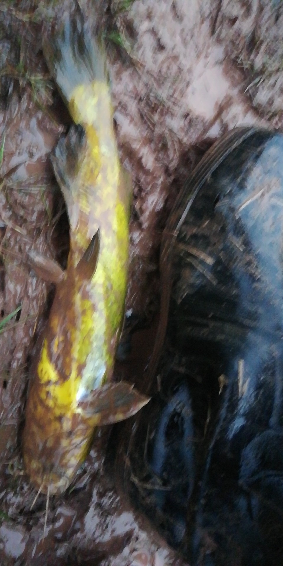 雨中奋战足球,雨中奋战