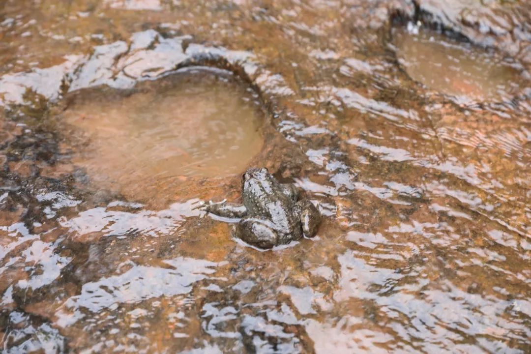 野生石蛙能养殖吗,野生石蛙养殖视频