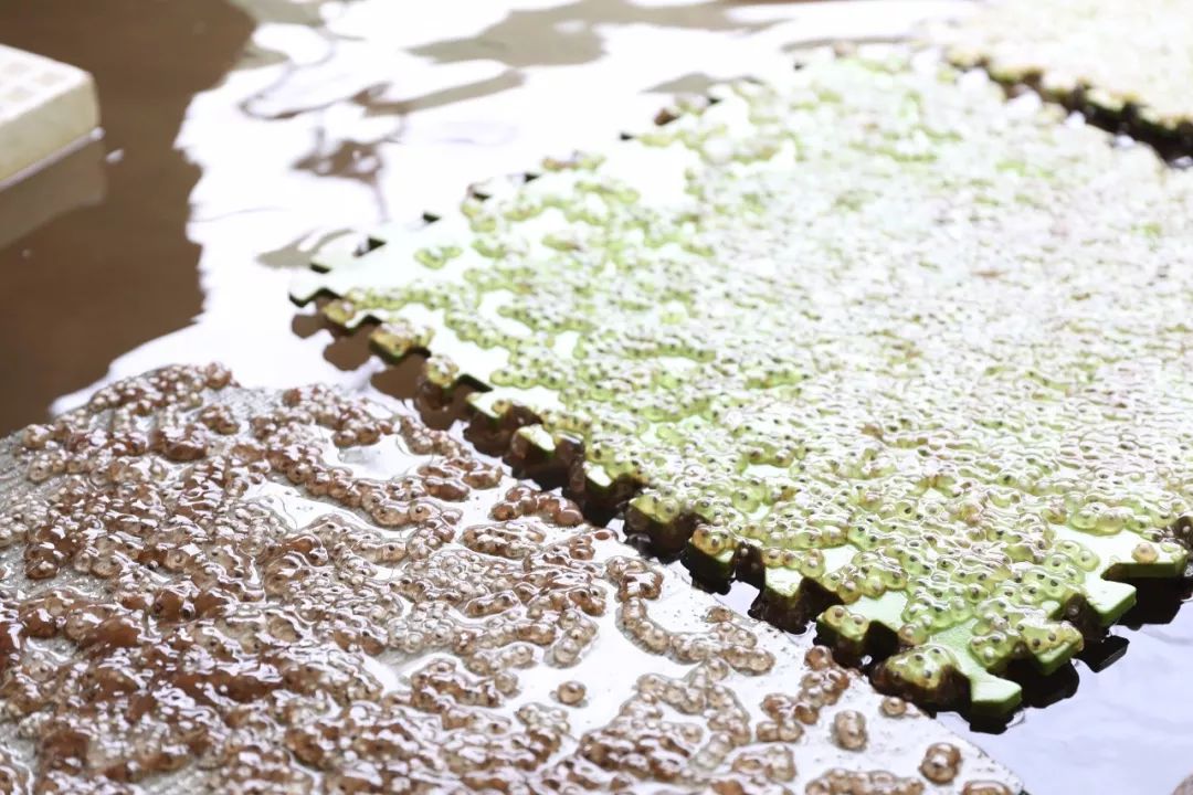 野生石蛙能养殖吗,野生石蛙养殖视频