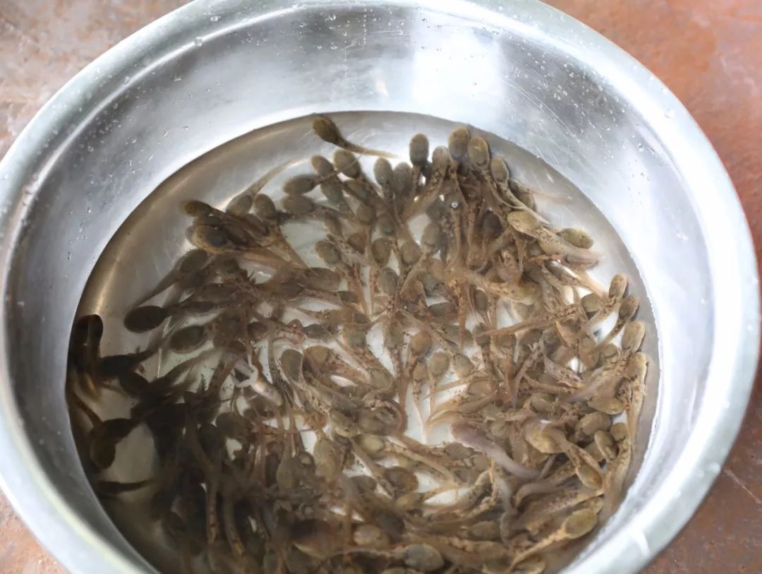 野生石蛙能养殖吗,野生石蛙养殖视频