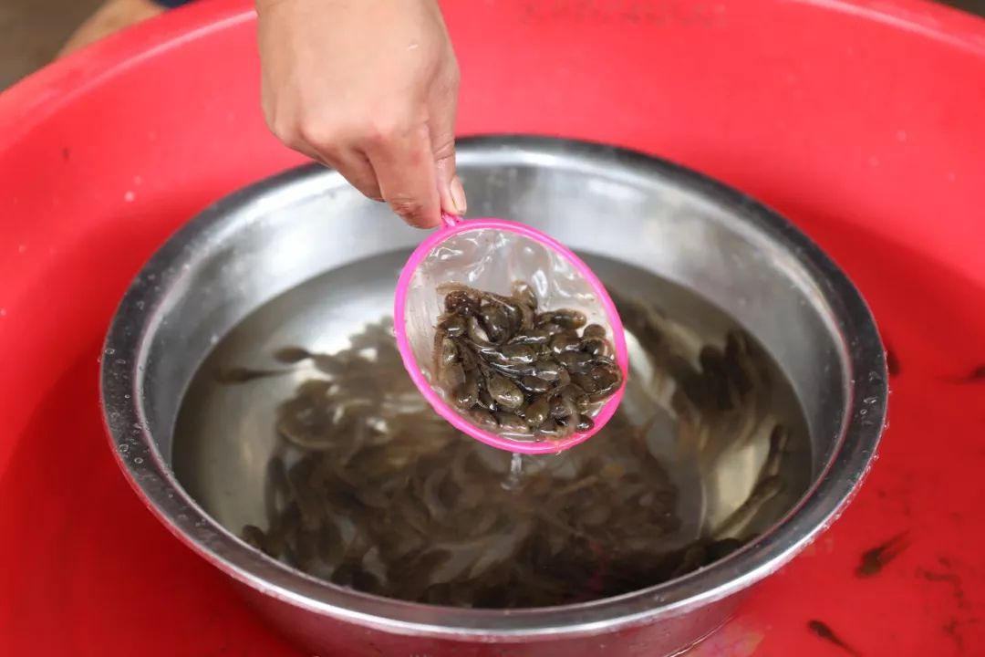 野生石蛙能养殖吗,野生石蛙养殖视频