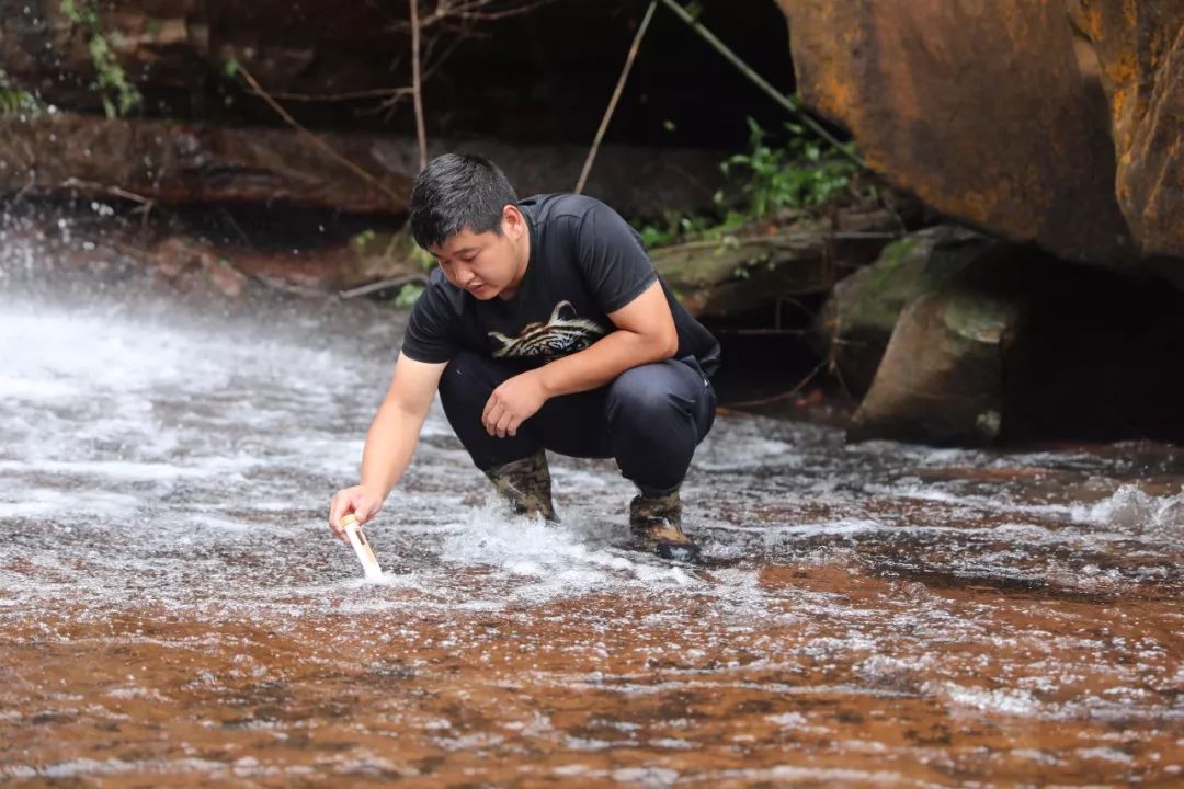 野生石蛙能养殖吗,野生石蛙养殖视频
