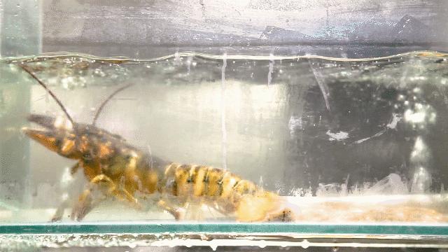 全聚德前门大街店,全聚德前门烤鸭店