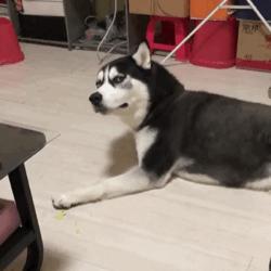 ofo戴威翻盘,ofo翻盘教程