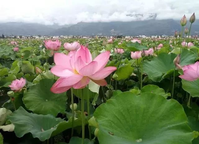 丽江睡莲旅游攻略,国家植物园睡莲娇艳绽放