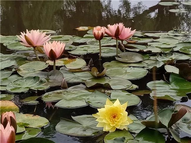 丽江睡莲旅游攻略,国家植物园睡莲娇艳绽放