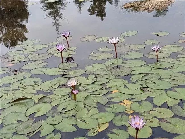 丽江睡莲旅游攻略,国家植物园睡莲娇艳绽放