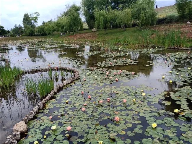 丽江睡莲旅游攻略,国家植物园睡莲娇艳绽放